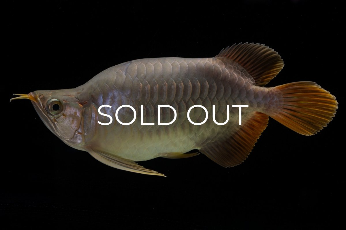 画像9: スーパーレッド ショート個体 NO.48 (9)