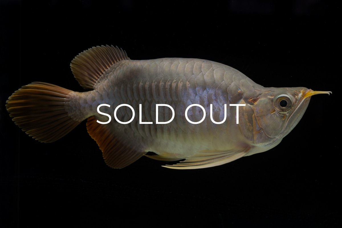 画像8: スーパーレッド ショート個体 NO.48 (8)