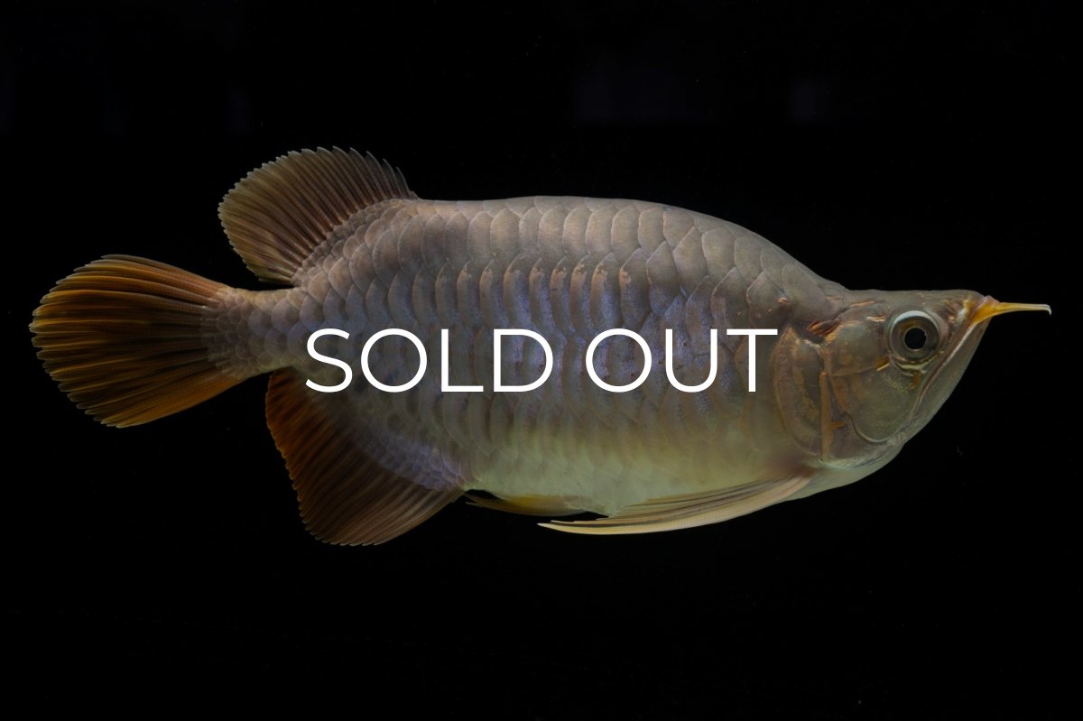 画像6: スーパーレッド ショート個体 NO.48 (6)