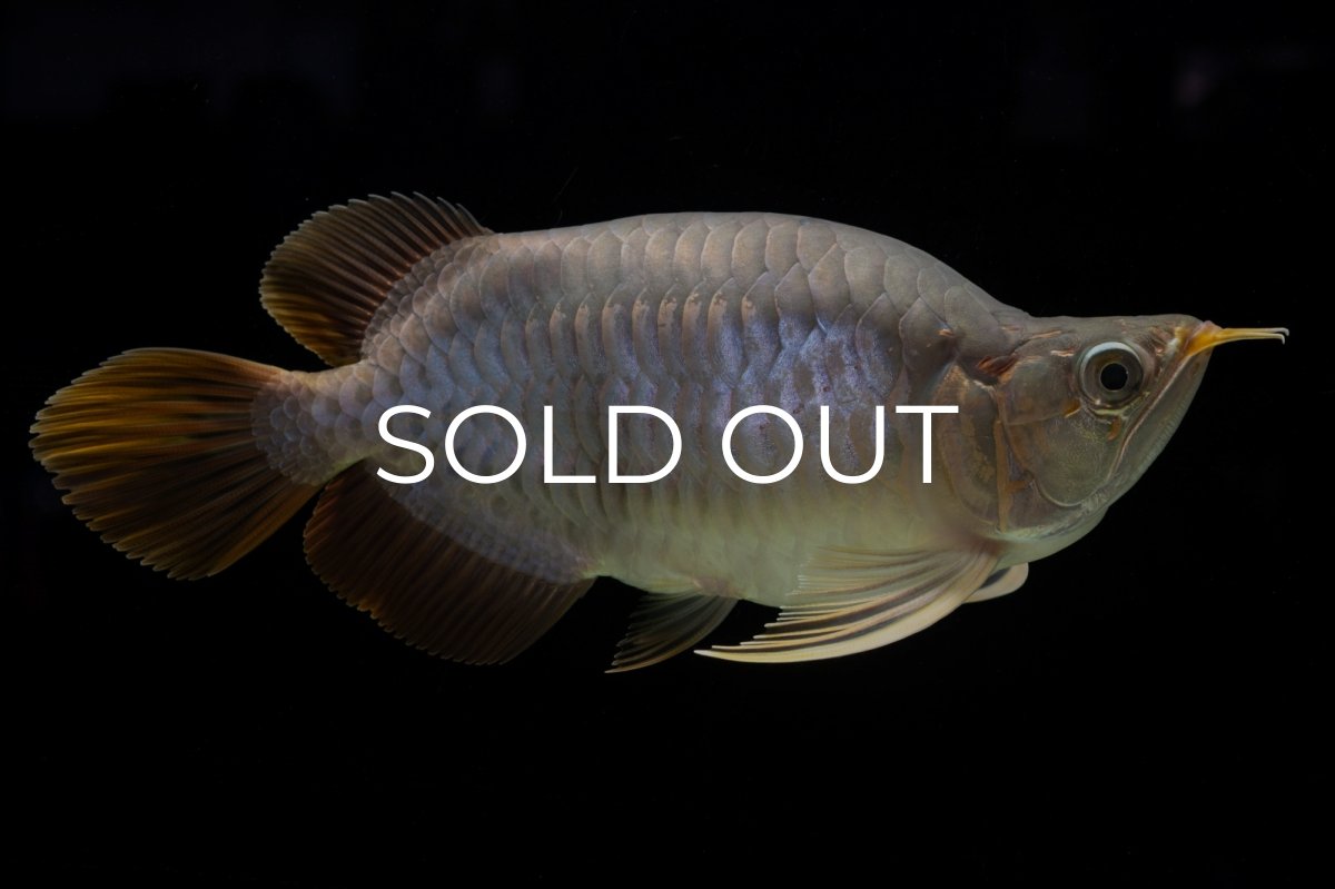 画像4: スーパーレッド ショート個体 NO.48 (4)