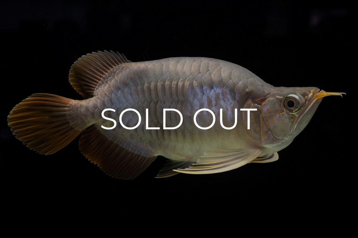 画像2: スーパーレッド ショート個体 NO.48 (2)