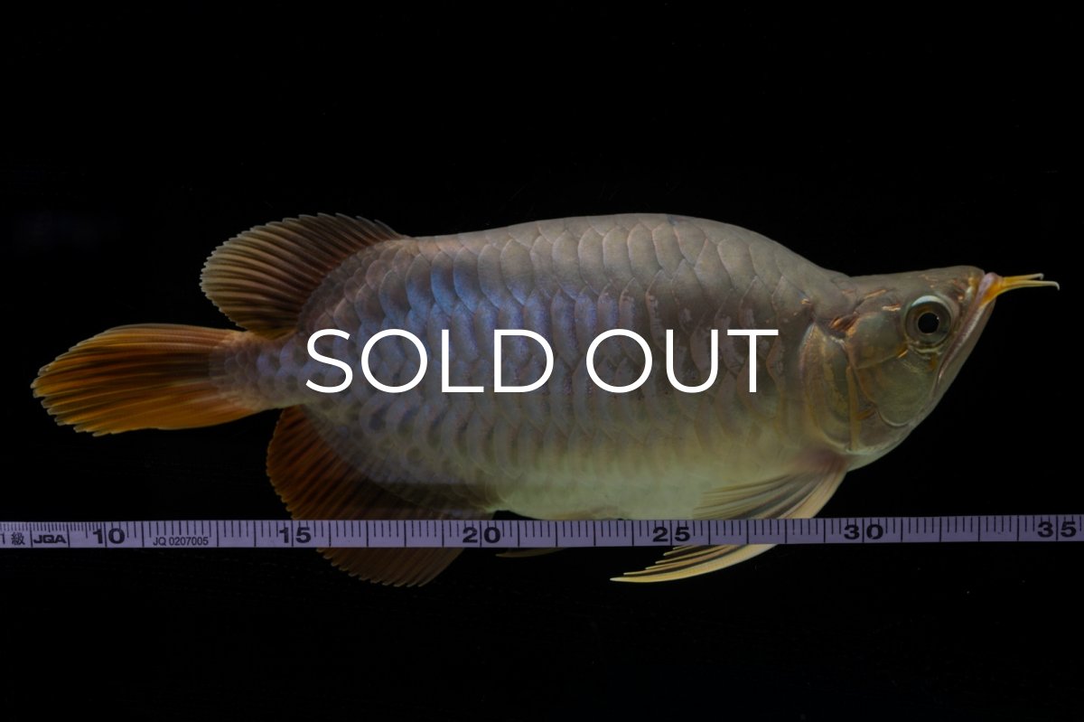 画像14: スーパーレッド ショート個体 NO.48 (14)