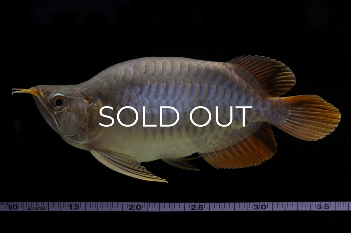 画像1: スーパーレッド ショート個体 NO.48 (1)