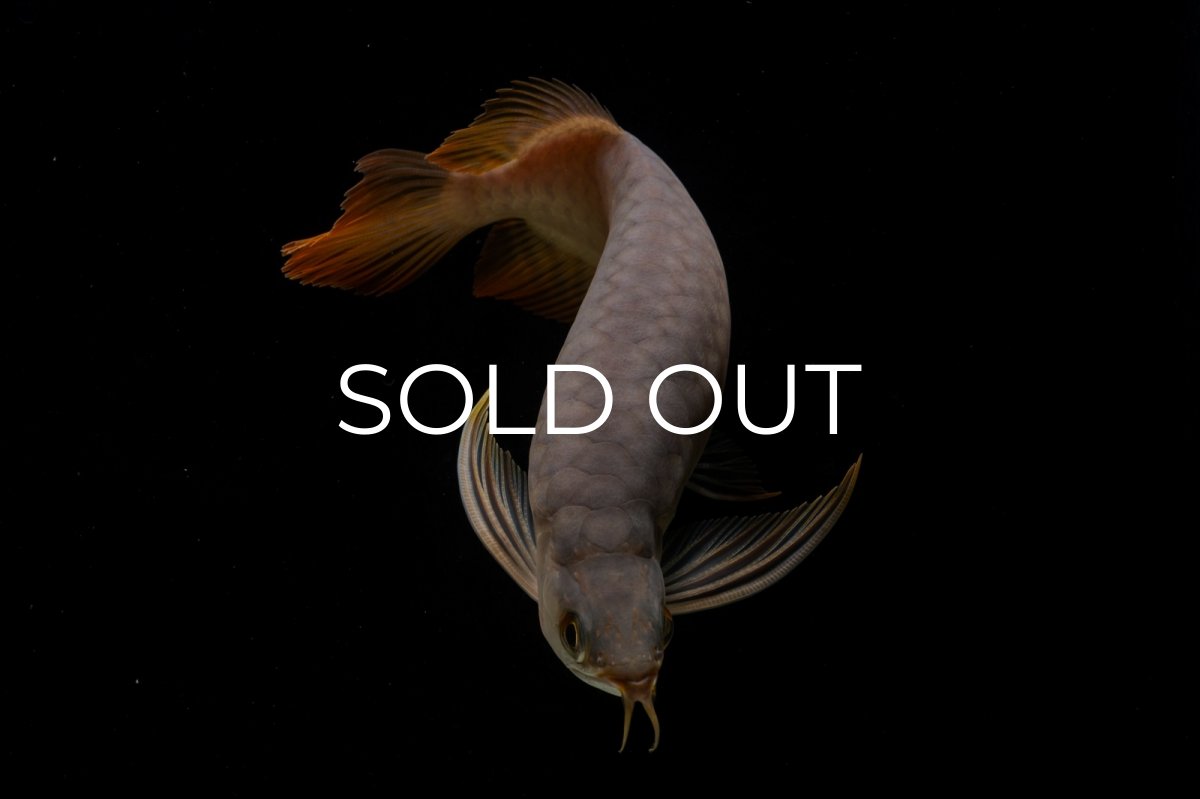 画像3: SUMO NO.46（関脇） (3)