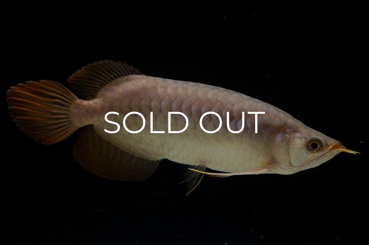 画像1: SUMO NO.46（関脇） (1)