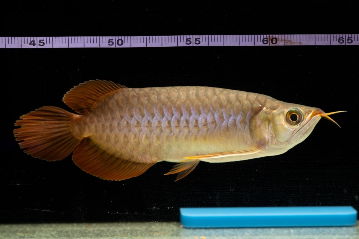 画像10: SUMO NO.47（横綱） (10)