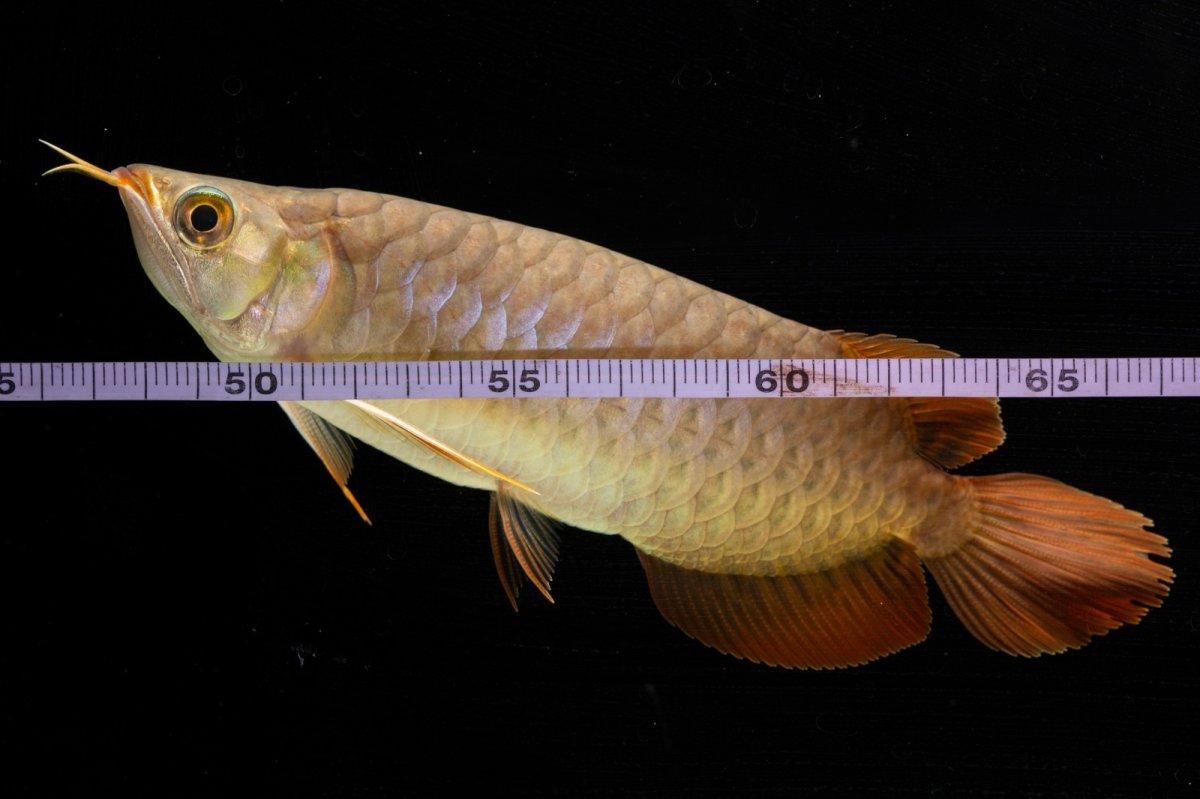 画像11: SUMO NO.47（横綱） (11)