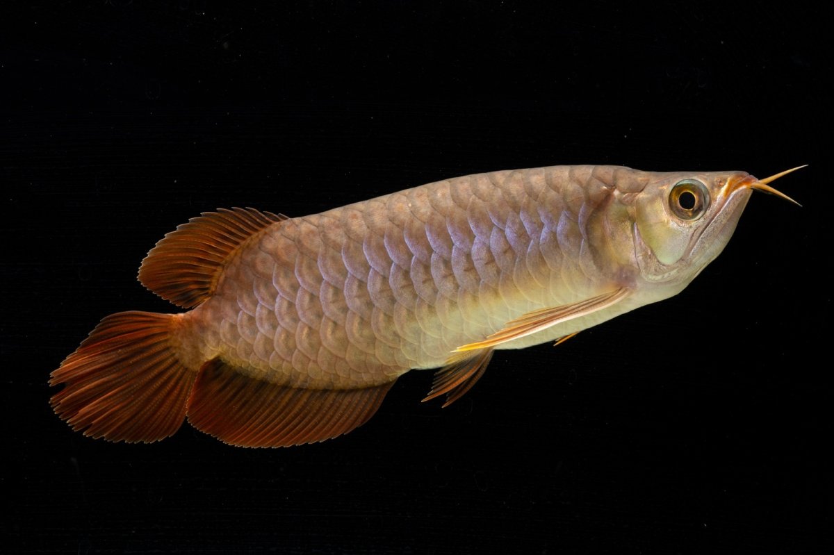 画像8: SUMO NO.47（横綱） (8)