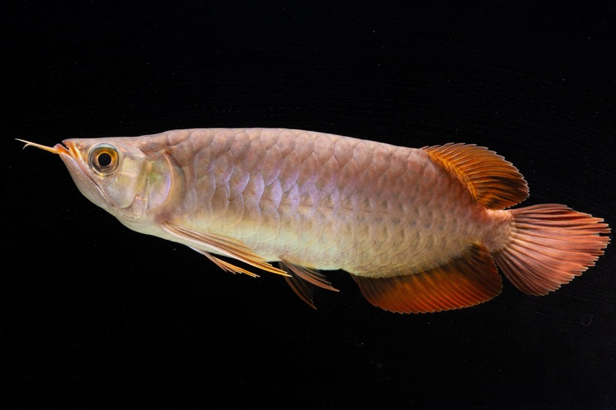 画像9: SUMO NO.47（横綱） (9)