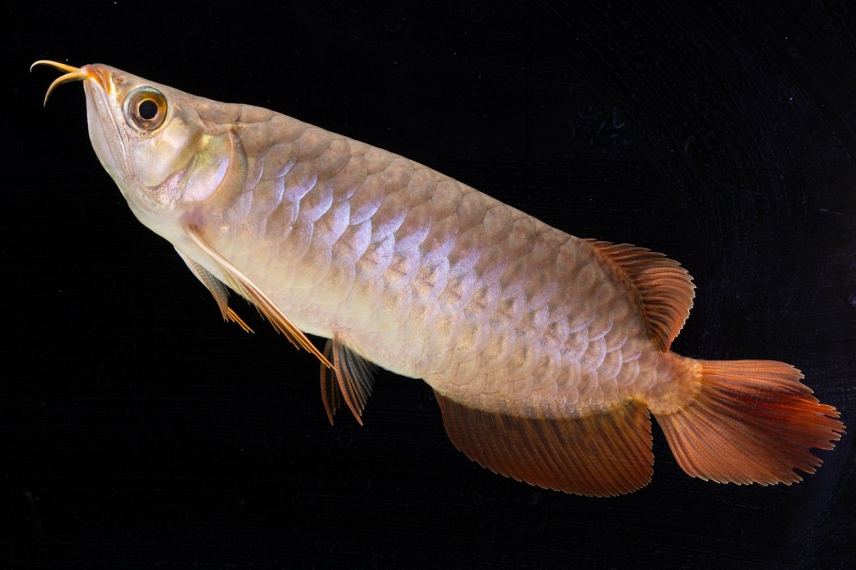 画像7: SUMO NO.47（横綱） (7)