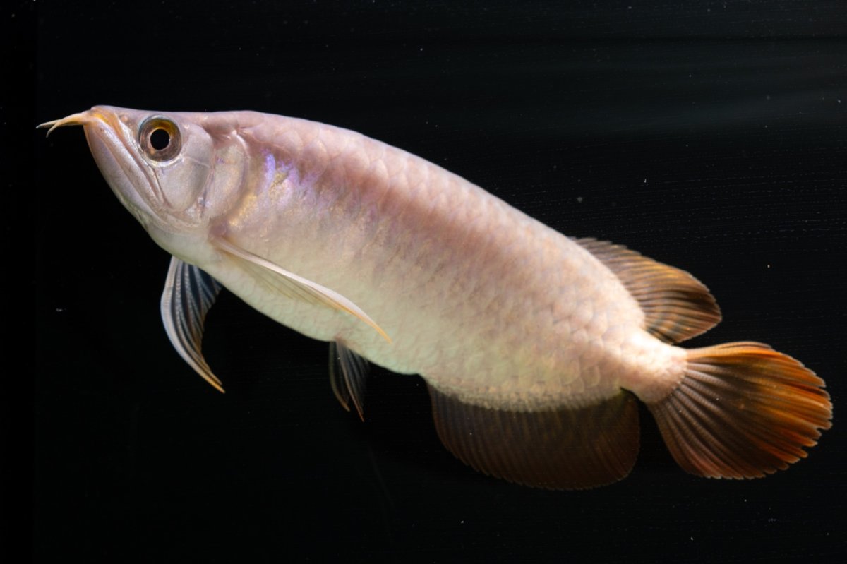 画像5: SUMO NO.43（大関） (5)