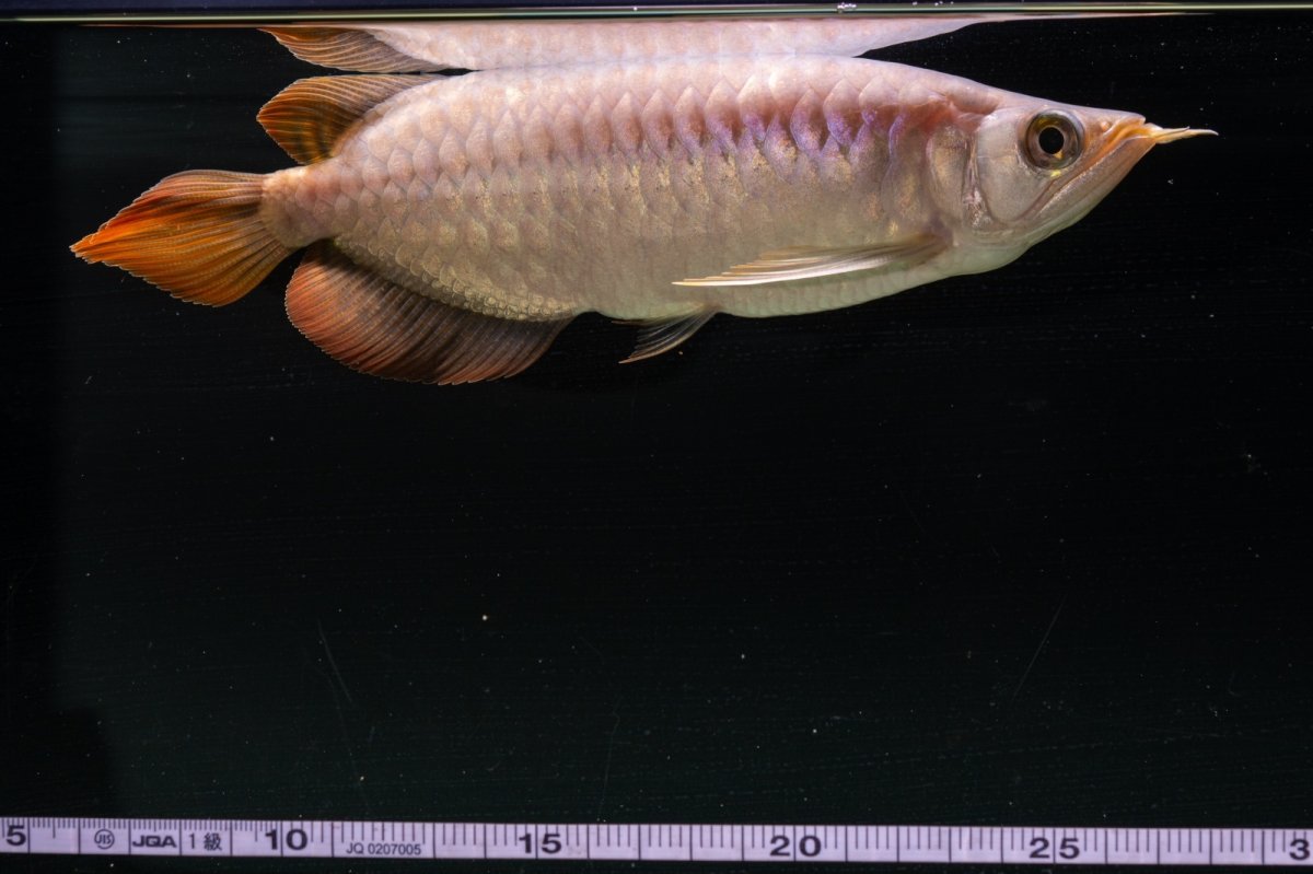 画像8: SUMO NO.43（大関） (8)