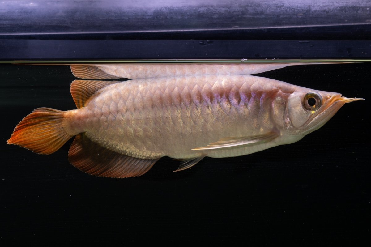 画像7: SUMO NO.43（大関） (7)