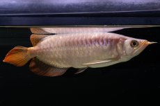 画像7: SUMO NO.43（大関） (7)