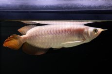 画像6: SUMO NO.43（大関） (6)