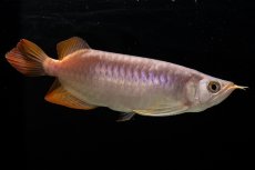 画像4: SUMO NO.43（大関） (4)