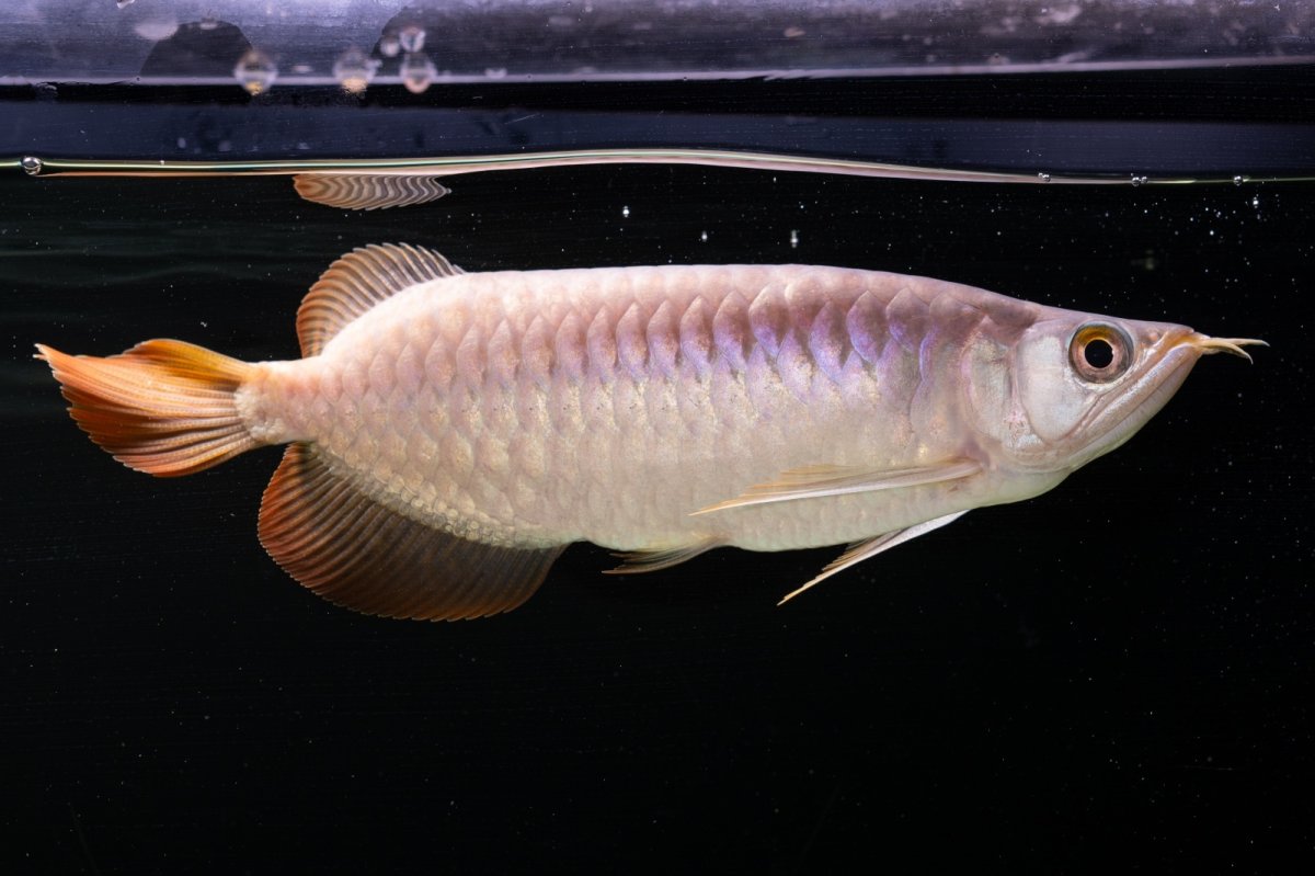 画像2: SUMO NO.43（大関） (2)