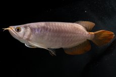 画像1: SUMO NO.43（大関） (1)