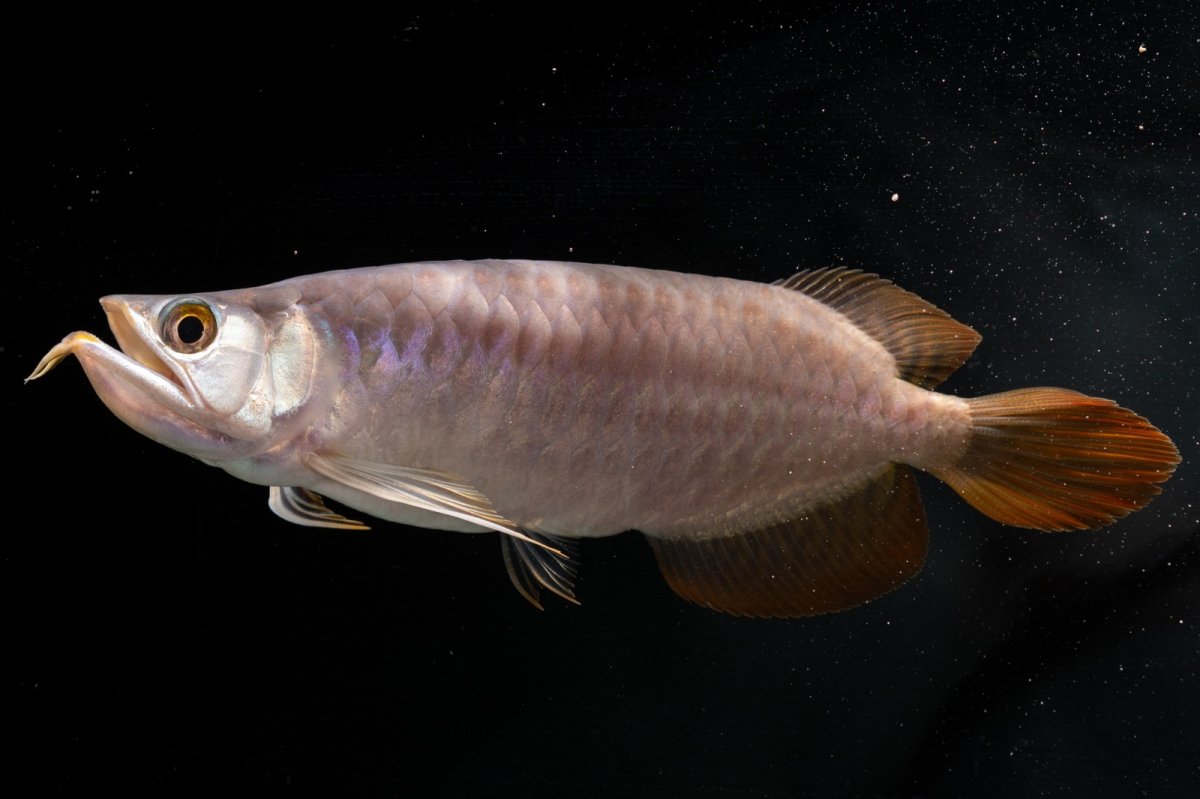 画像3: SUMO NO.43（大関） (3)