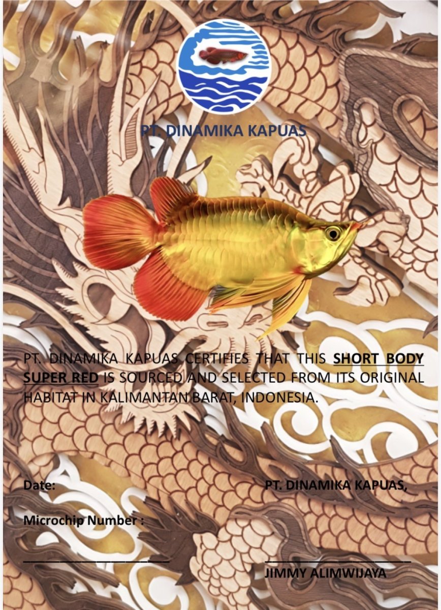 画像1: スーパーレッド ショート個体 NO.46（AP46#0） (1)