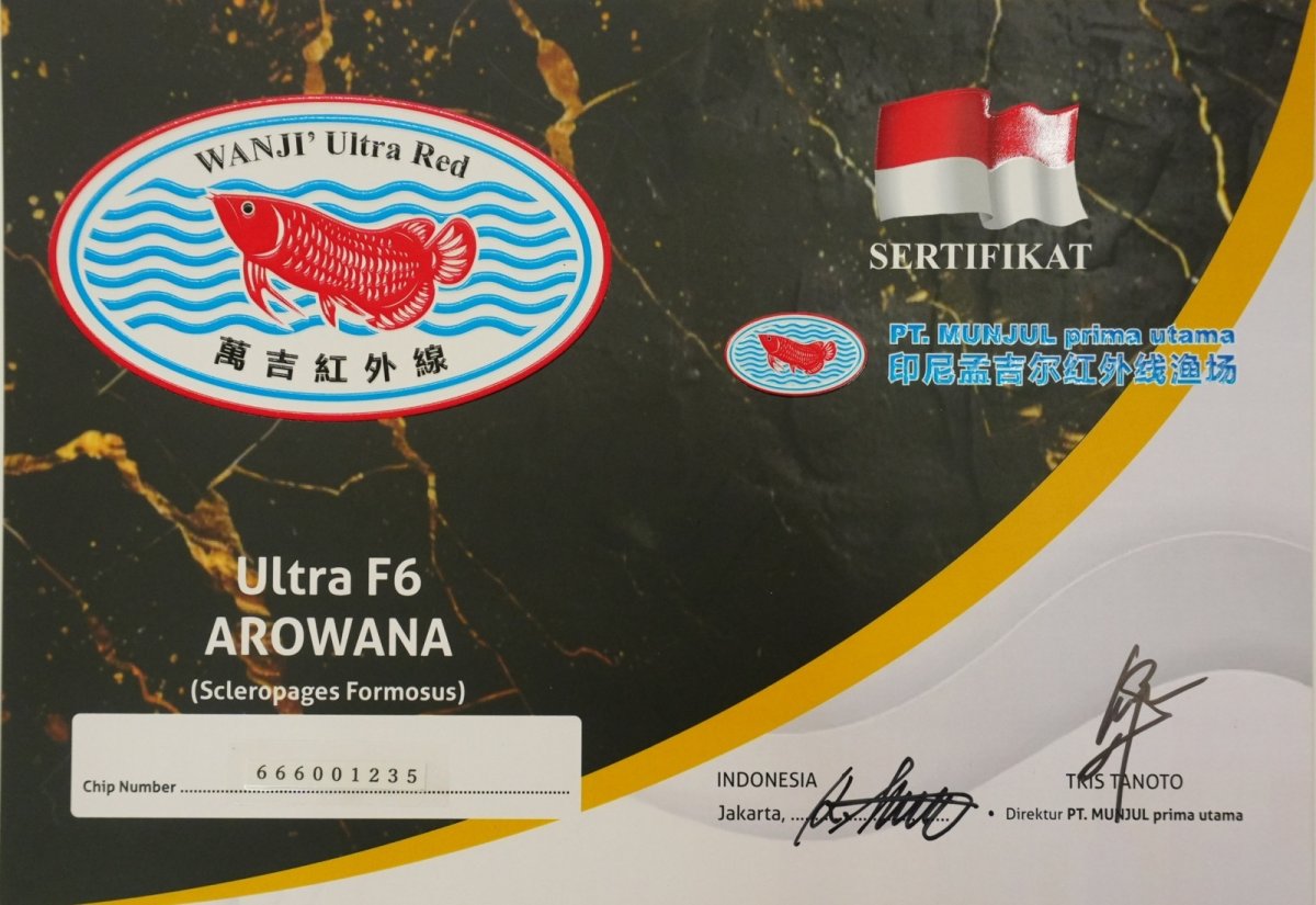 画像6: 【特価魚】ウルトラレッドF6 (下取り魚） (6)