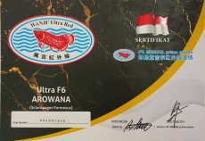 画像6: 【特価魚】ウルトラレッドF6 (下取り魚） (6)