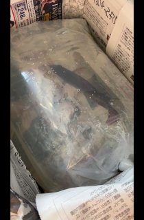 レビュー48-投稿画像2