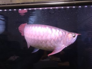 レビュー17-投稿画像1