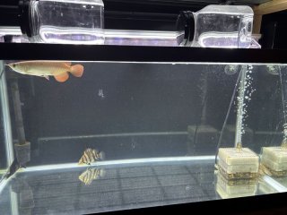 レビュー4-投稿画像1