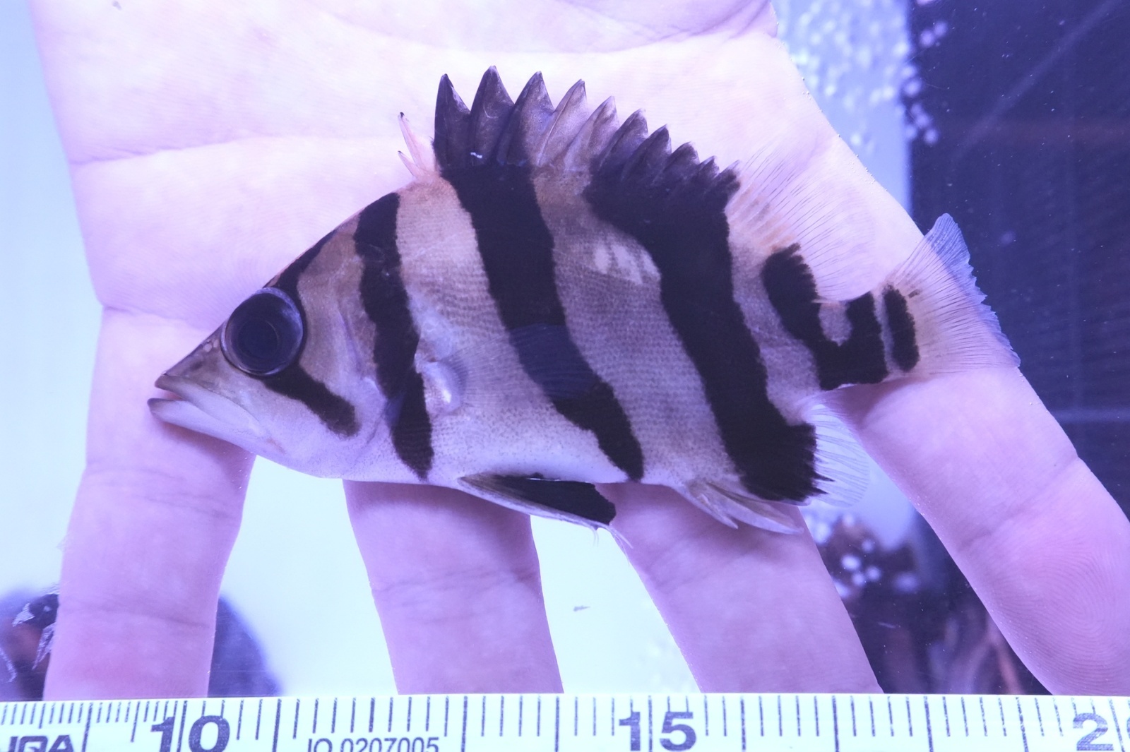 ダトニオプラスワン リアルバンド No1 - アジアアロワナ専門店ラフレシア